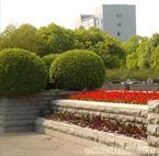 綠化養護_綠化養護供貨商_供應上海全年綠化養護管理公司、上海廣場綠化養護_綠化養護價格_上海康馨園林(晨蘇實業)