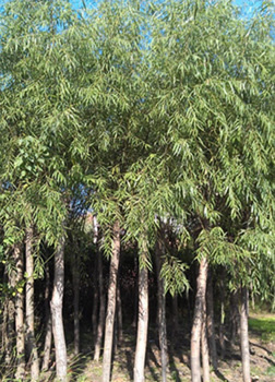 找河南開元園林生態實業的河南垂柳,潢川垂柳基地價格、圖片、詳情,上一比多_一比多產品庫