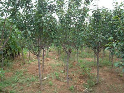 河南開元園林生態實業