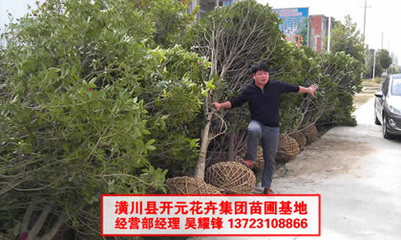 桂花8公分圖片,桂花10公分圖片,桂花6公分圖片-中科商務(wù)網(wǎng)-河南開元園林生態(tài)實(shí)業(yè)