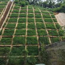  湖南新天地園林綠化實業公司 主營 各種花圃苗木 玉蘭樹