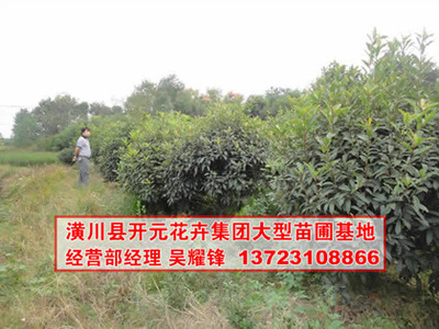 找河南開元園林生態實業的河南欏木石楠,石楠基地,潢川石楠價格、圖片、詳情,上一比多_一比多產品庫