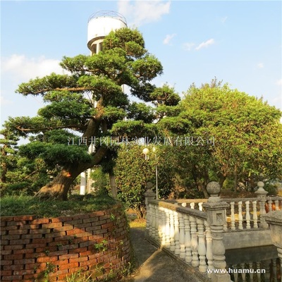 【羅漢松供應|精品苗木、工程苗木江西井岡園林實業發展商鋪