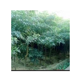 廣東華美霖園林實業(yè)