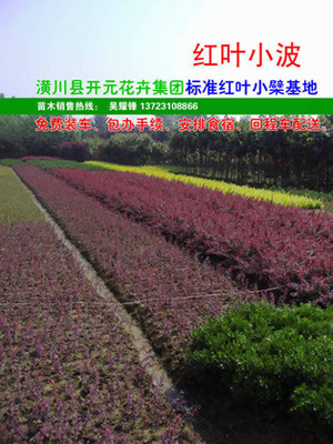 【紅葉小檗,紫葉小檗,紅葉小波,河南紅葉小檗,潢川紅葉小檗】價格,廠家,圖片,灌木,河南開元園林生態(tài)實業(yè)-