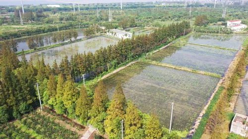 國慶將部分開放 長興島郊野公園的花溪湖游客中心提質(zhì)升級完成