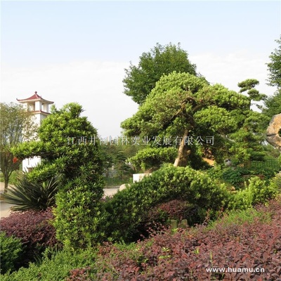 【羅漢松商|江西省吉安市吉州大道5號羅漢松】江西井岡園林實業發展羅漢松價格