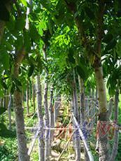 東莞黃花梨 名貴木材降香黃檀的市場價(jià)格與園林實(shí)業(yè)前景